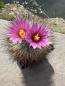Preview: Gymnocactus beguinii